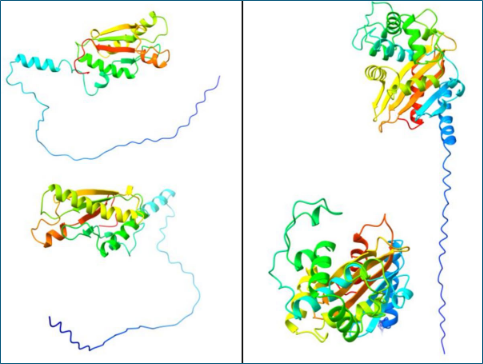 Fig. 1: Protein prediction of PAL (Fig. 1, left) and Oxa23 (Fig. 1, right) has been colour-coded from blue to red from the N- to C-terminal domains; structured regions are indicated by helices, and unstructured regions by long chains (Source: Zhang et al., 2025; DOI: 10.1038/s41541-025-01202-0)