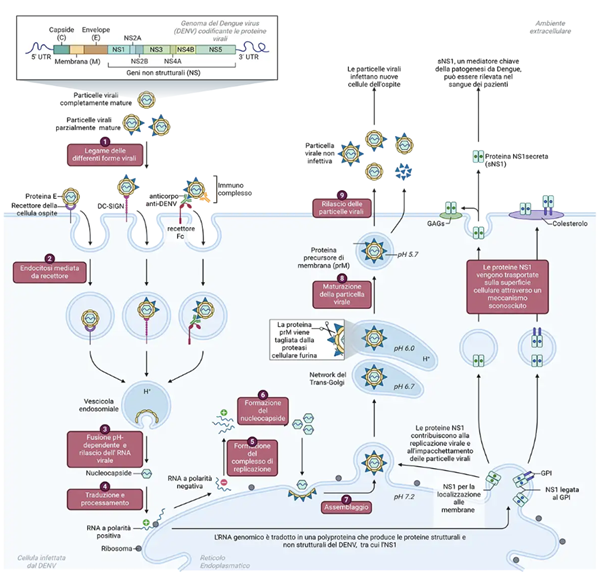 Genome structure and replicative cycle of DENV (Created with BioRender.com)